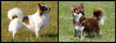 zuckersüße Chihuahuawelpen zu vergeben