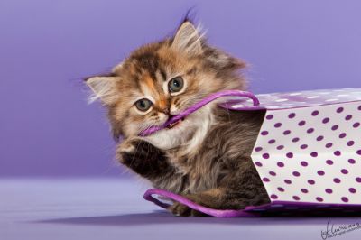 Zuckersüßes Highlander Prinzesschen sucht... 