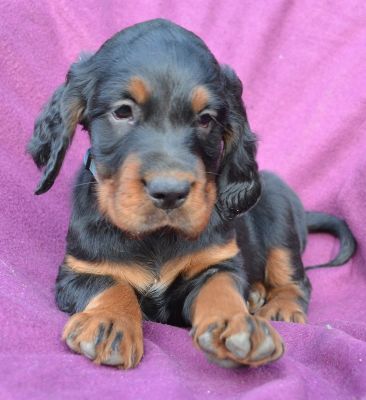Gordon Setter Welpen