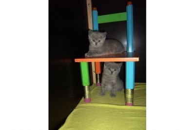 Reinrassige BKH Kätzchen