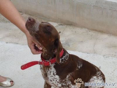 Tom – Senor „Familienhund“ bittet artig um liebevolle Kuschelcouch!