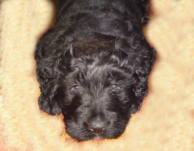 SCHWARZER RUSSISCHER TERRIER - Welpen