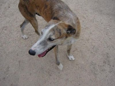 Espartaco – Der fröhliche Familien-“Spartakus“ unter den Rauhaar Galgos!