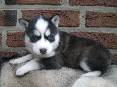 Siberian husky welpen zu verkaufen