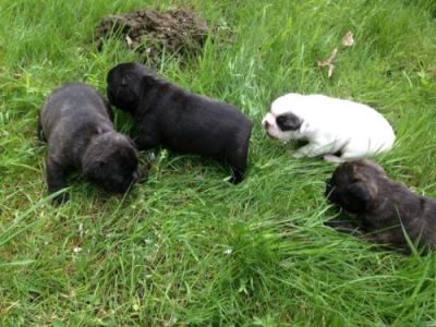 reinrassige französische Bulldoggen Welpen