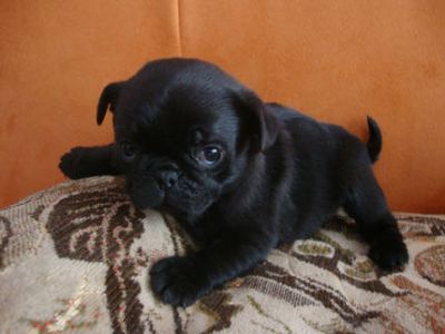 Süße kleine reinrassige Mops Welpen m/w suchen ein neues zu Haus