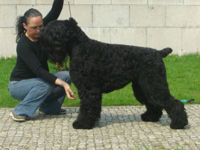 Welpen Schwarze Terrier