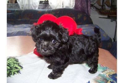 süße Bolonka Zwetna Welpen für liebevolle und fürs