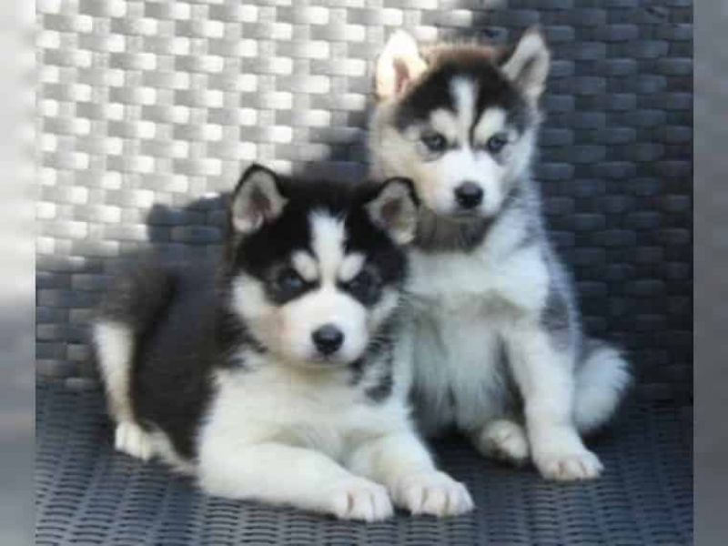 14 wochen alte Huskywelpen (blaue Augen)whazap +4915216798596
