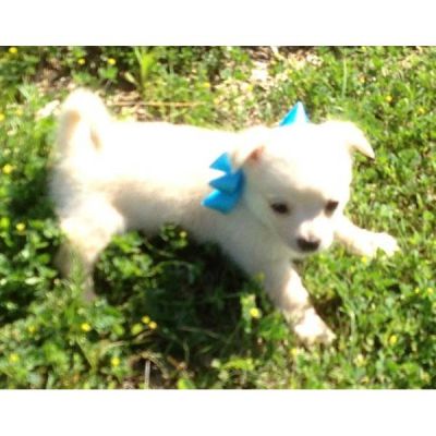 Wunderschöne weiße Chihuahua Longcoat (Mädchen)
