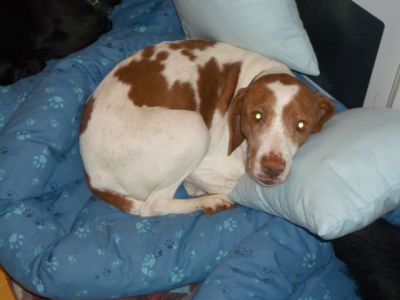 Milú – Ruhige, liebevolle Allrounderin für jeden Haushalt!