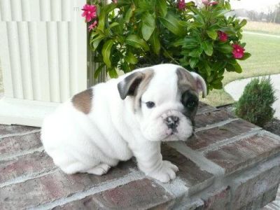 Englische Bulldogge welpen