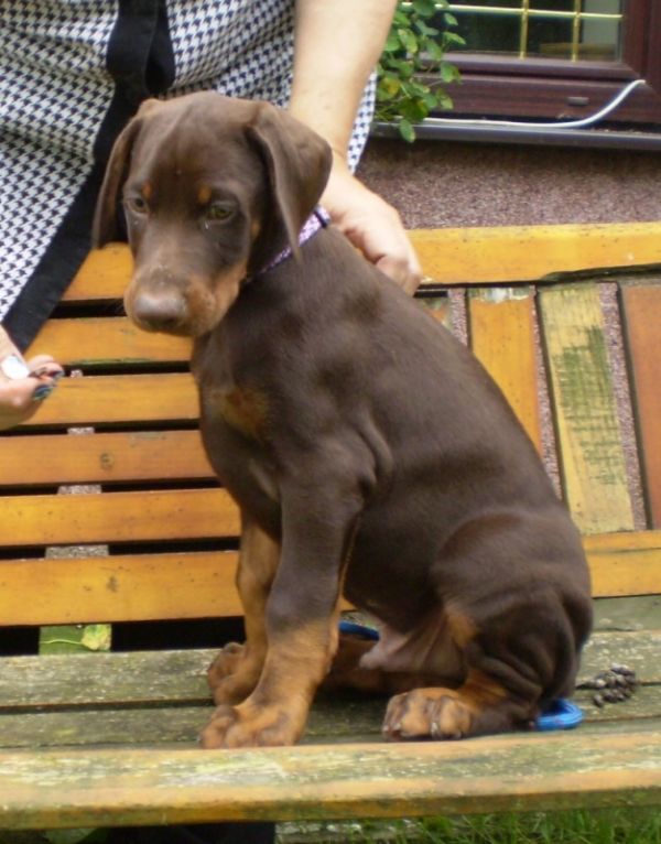 Dobermann - brauner Rüde - Welpe mit FCI Papieren aus CZ Zucht