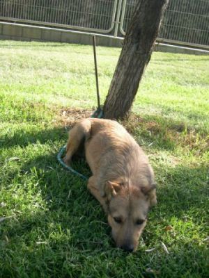 Whisky – Hier geht unvergleichlich liebevoller Charakter vor Optik!