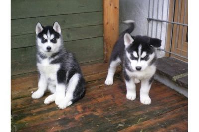 Zwei Sibirian Husky-Welpen
