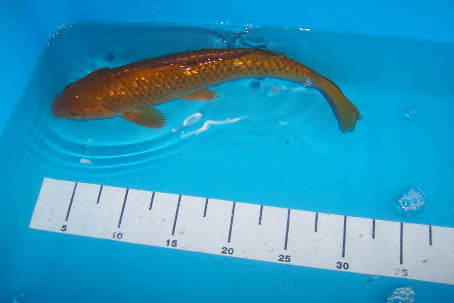 Koi Angebote, Teichmuscheln, Edelkrebse vom Koi-Center Schafflund
