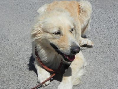 Gero – Wundervoller Goldi-Charakter mit großem Herz sucht SEINE Familie!