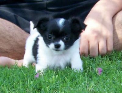 Chihuahua-Welpe (W, LH) mit Impfung, Chip & Gesundheitszeugnis 4