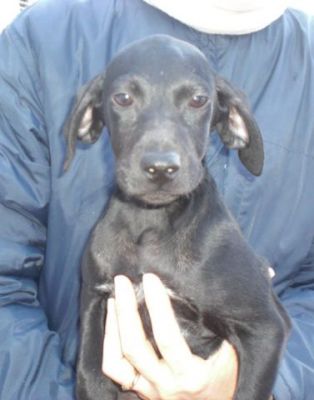 Puppo – Goldige Welpenpower fertig für die Reise ins Glück!