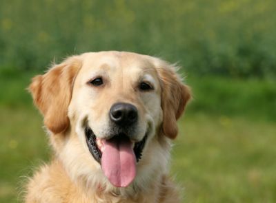 Informationen zur Hundehaftpflicht