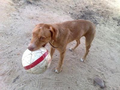 Rufo – Liebevoller, häuslicher Sunnyboy verliert sein Zuhause!