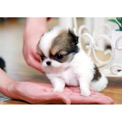 Gesunde Chihuahua Welpen mit Papieren