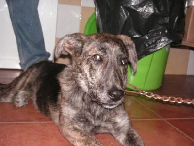 Chispita – Optisch außergewöhnliche Hyänen-Welpen-Lady mit Traumcharakter!