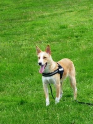 Kenny – Schicker, lebensfroher Herzensbrecher auf Familienpirsch!