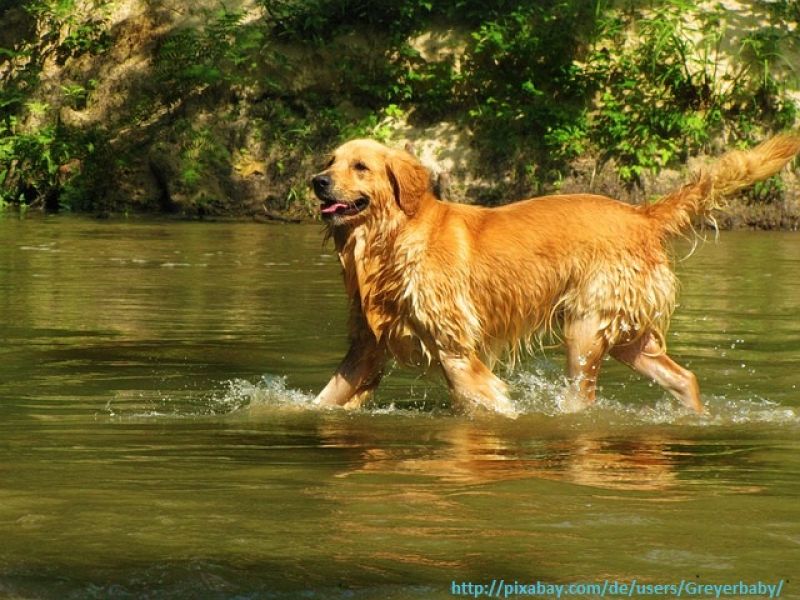 Aus Liebe zum Hund - das Futter gesund