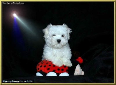 Malteserwelpe vom Malteser-Hundeparadies