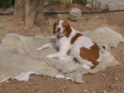 Milú – Ruhige, liebevolle Allrounderin für jeden Haushalt!