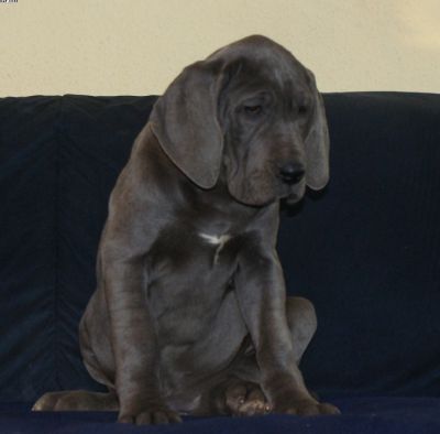 Deutsche Doggenwelpen