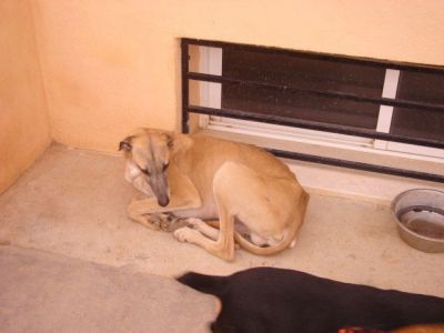 Galeón – Ganz lieben Couchplatz für sanften, sandfarbenen Galgo gesucht!