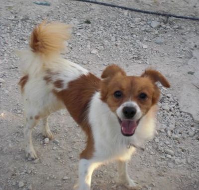 Roby – Zartes, bildschönes Flöhchen bittet um sanfte Kraulhände!