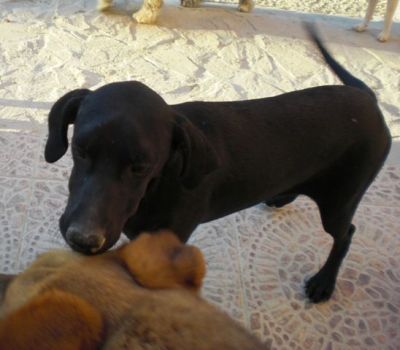 Puppo – Goldige Welpenpower fertig für die Reise ins Glück!