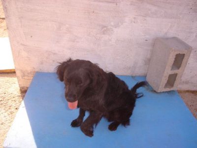 Pulpi – Seidenweicher, liebenswerter Clown im Anflug auf Familiencouch!