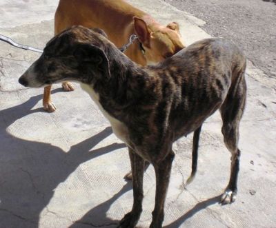 Morena – Sanfte und bildschöne Galga Grazie hofft auf Liebe!