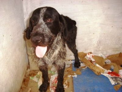 Forte – Noblesse, Loyalität und Schönheit bitten um Couch für’s Leben!