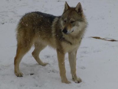 Tschechoslowakische Wolfshudwelpen mi FCI Papieren