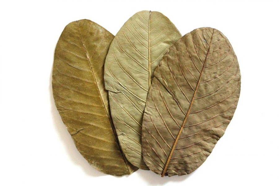 Seemandelbaumblätter 15 -20cm - Garnelenfutter für Garnelen Krebse Welse Aquarium