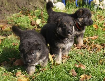 4 DSH Welpen nach Unkas - Top Verbindung - mit Sondervereinbarung