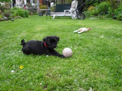 Mops welpen zu verkaufen 100 euro