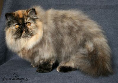 Persermädchen tortie