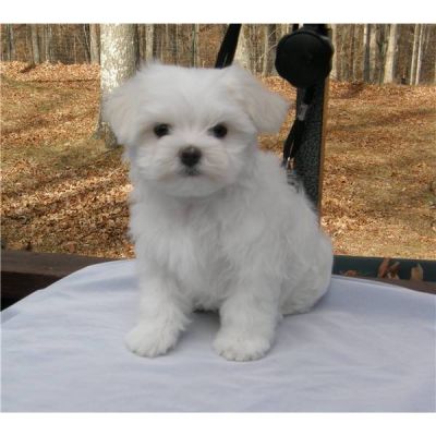 Süße Mini Malteser Welpen suchen