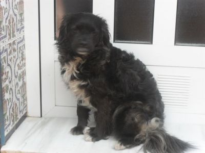 Tabata – Dankbares, samtiges Hundemädchen bittet um ihr Deckchen !