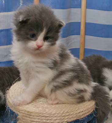 Mainecoon