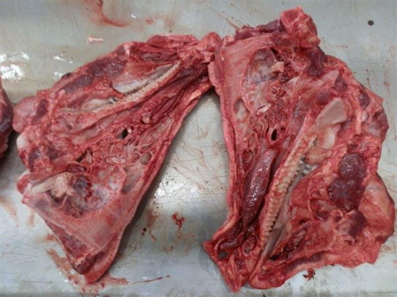 Schweine Koepfe fuer EU