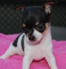 Mini Chihuahua Welpen