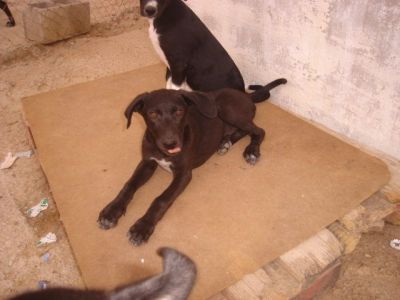 Cacao – Die schokobraune Number Two aus dem Dreikäsehochwurf startet durch!