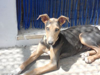 Blues – Superboy im Familienlandeanflug!